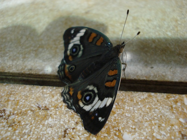 DSC05843