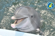Dolphin Research Center • Marathon, FL.