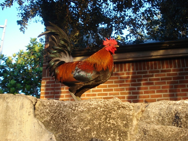 DSC05378