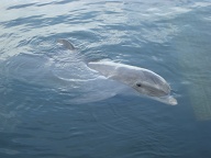 Dolphin Research Center • Marathon, FL.