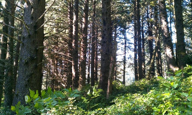 Секвойный лес • Ecola S.P., OR