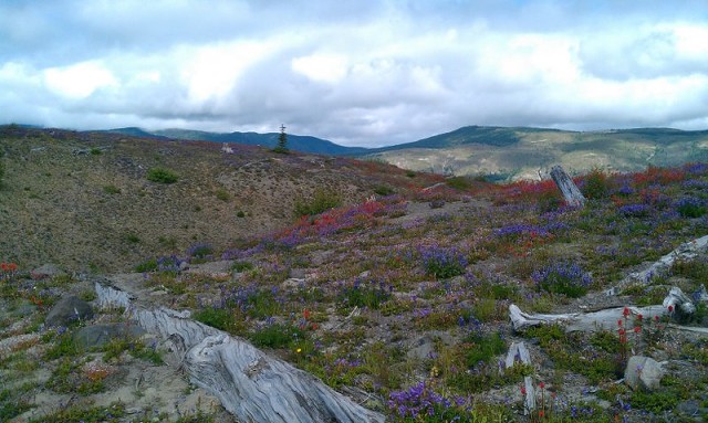 Gifford Pinchot N.F., WA