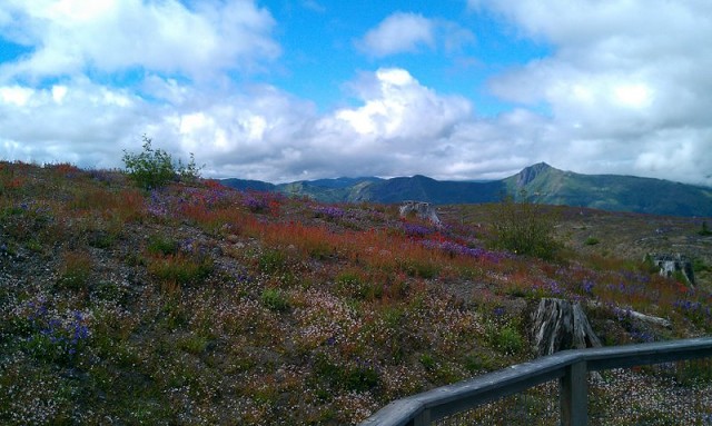 Gifford Pinchot N.F., WA