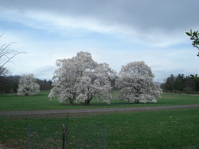 DSC03509