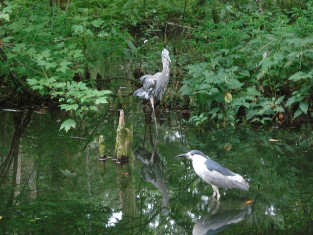 Aviary