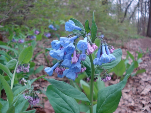 Весна в Morton Arboretum